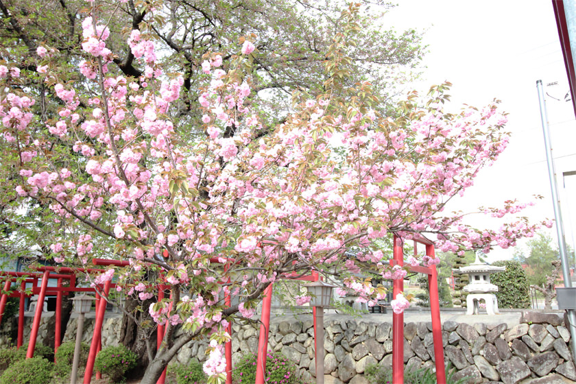 日蓮宗 定林寺 様 インタビュー