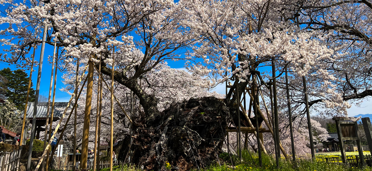 大津山實相寺インタビュー