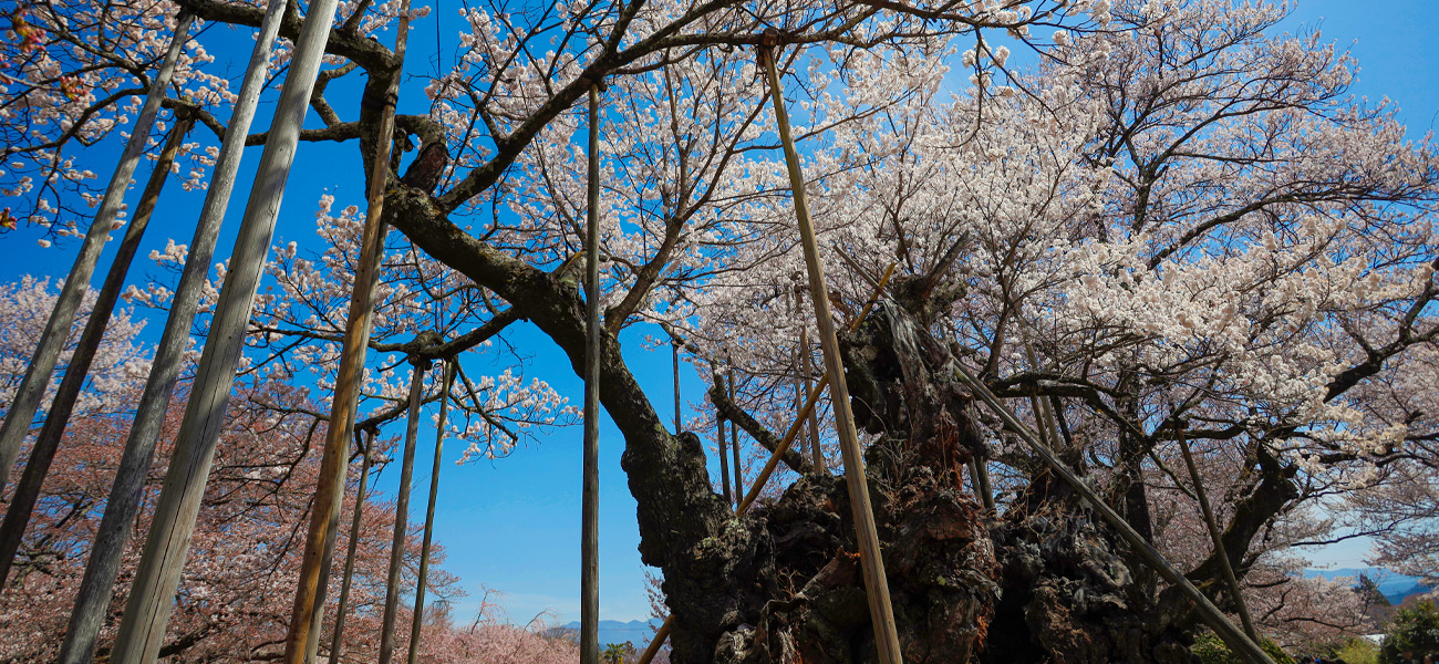 大津山實相寺インタビュー